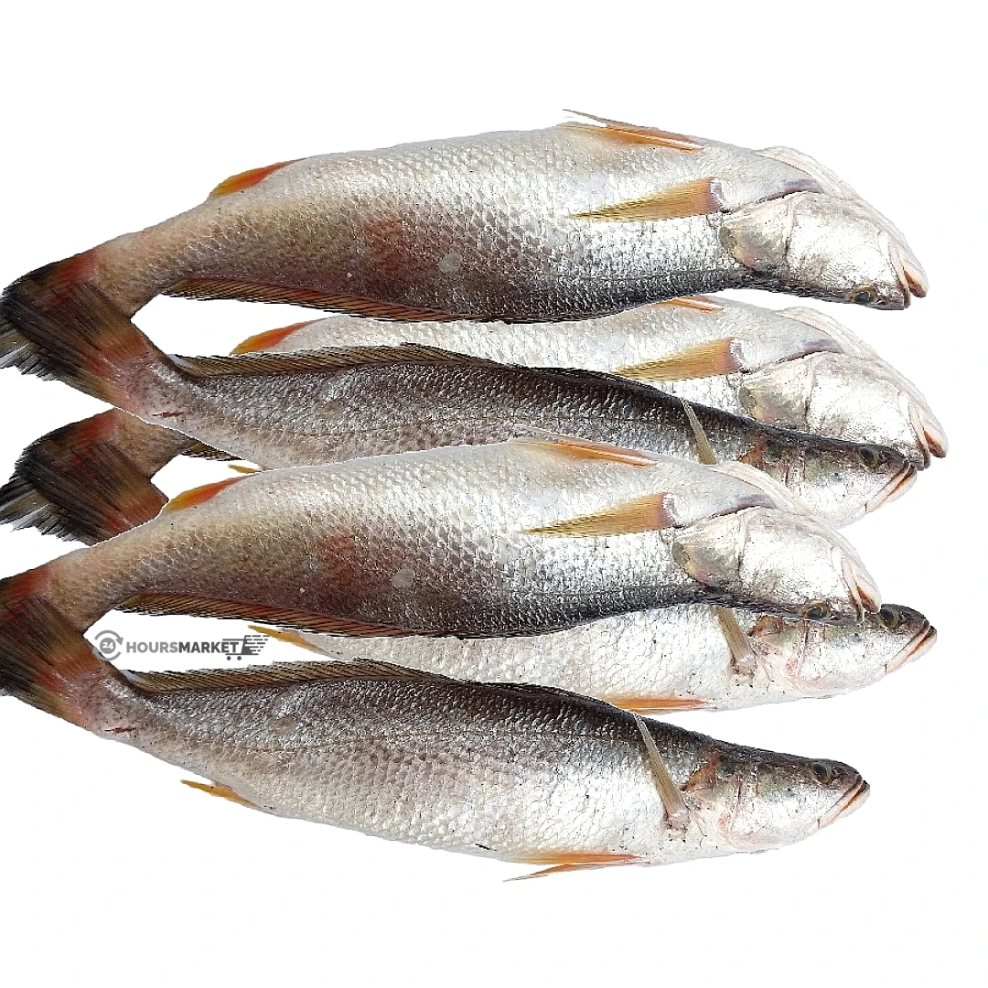 CROAKER FISH